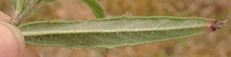 Hawkweed, Narrow-leaved