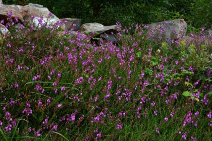 Heath, St Dabeoc's