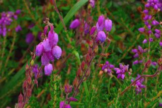 Heath, St Dabeoc's