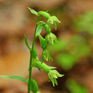 Helleborine, Green-flowered