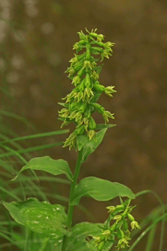 Helleborine, Green-flowered