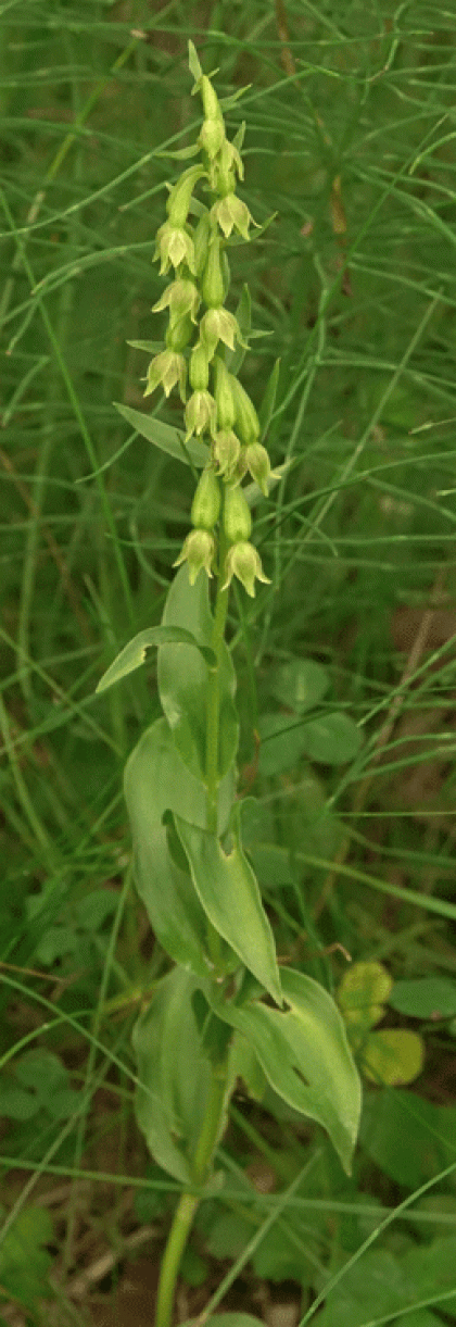 Helleborine, Green-flowered