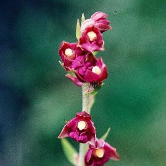 Helleborine, Dark Red