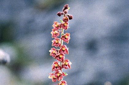 Helleborine, Dark Red