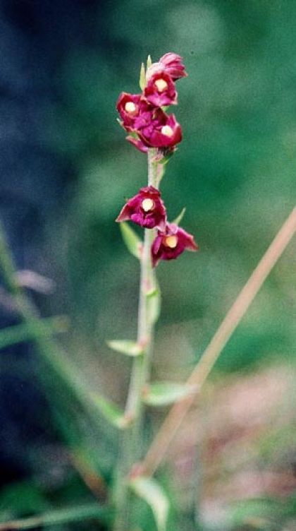 Helleborine, Dark Red