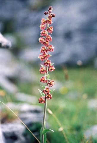 Helleborine, Dark Red