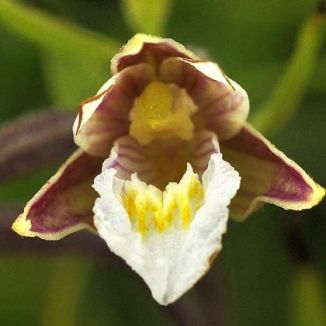 Helleborine, Marsh