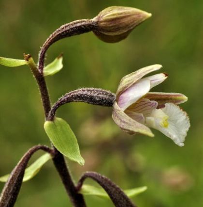 Helleborine, Marsh