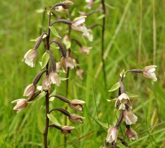 Helleborine, Marsh
