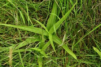 Helleborine, Marsh