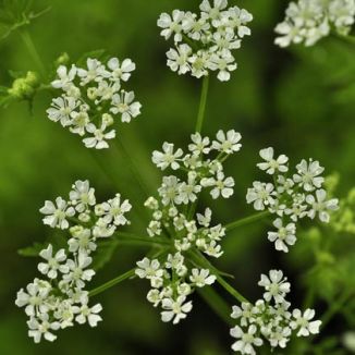 Hemlock