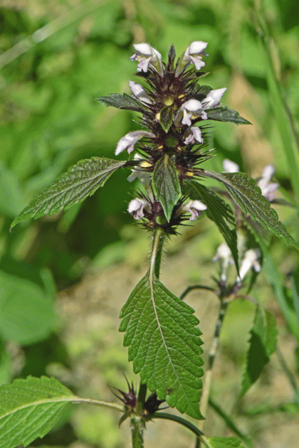 Hemp-nettle, Common