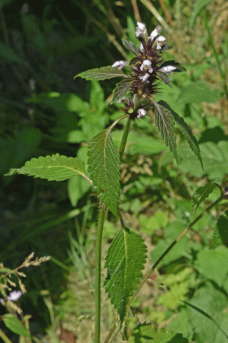 Hemp-nettle, Common