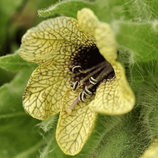Henbane