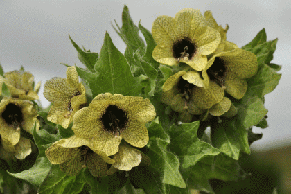 Henbane