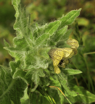 Henbane