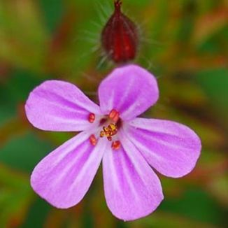 Herb-Robert