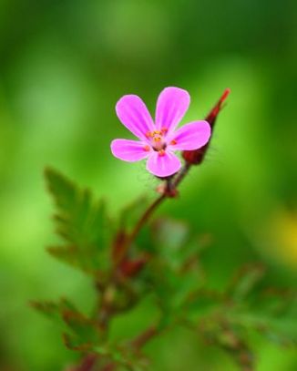 Herb-Robert