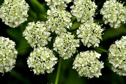 Hogweed