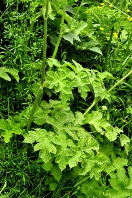 Hogweed