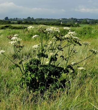 Hogweed