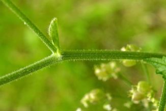 Hogweed