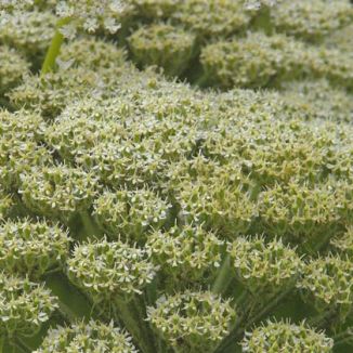 Hogweed, Giant