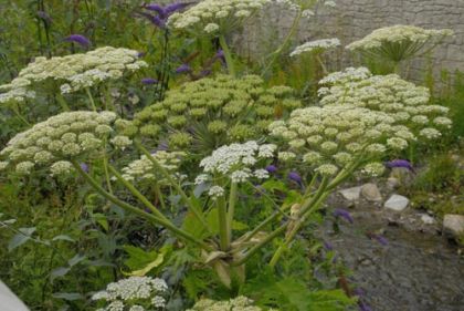 Hogweed, Giant