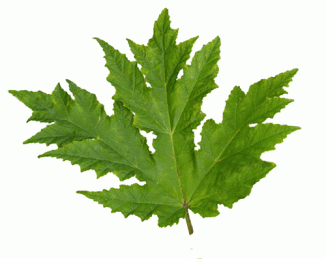 Hogweed, Giant