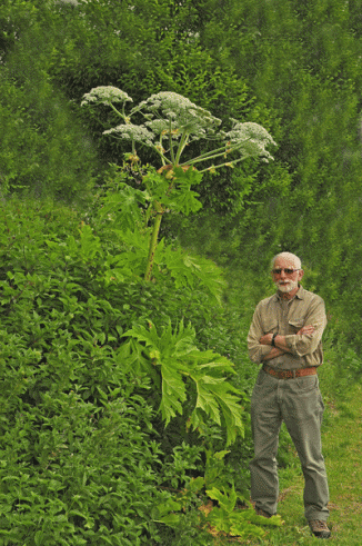 Hogweed, Giant