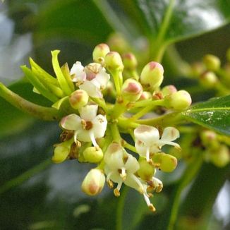 Holly
