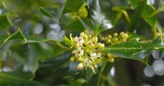 Holly