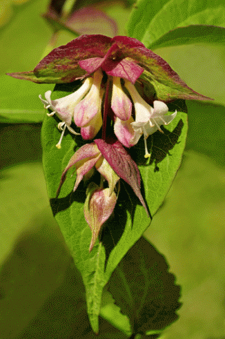 Honeysuckle, Himalayan