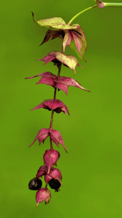 Honeysuckle, Himalayan