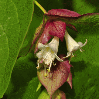 Honeysuckle, Himalayan