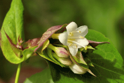 Honeysuckle, Himalayan