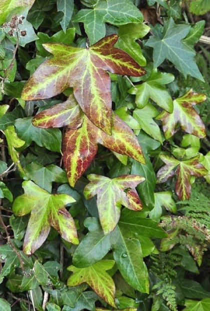 Ivy, Atlantic