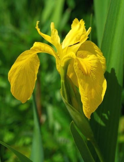 Iris, Yellow