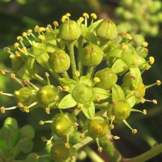 Ivy, Atlantic