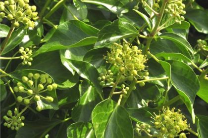 Ivy, Atlantic