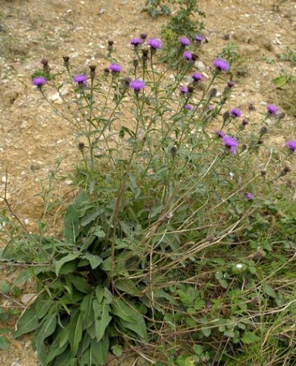 Knapweed, Common