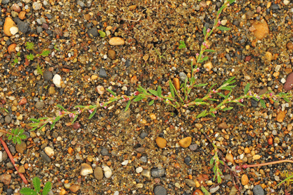 Knotgrass, Ray's