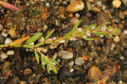 Knotgrass, Ray's