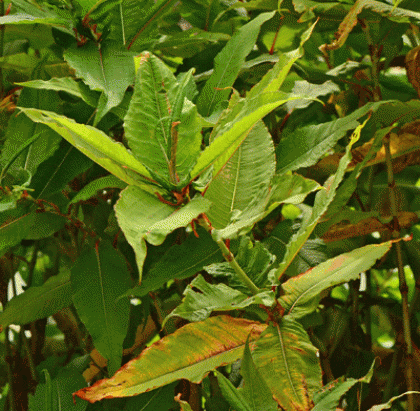 Knotweed, Himalayan