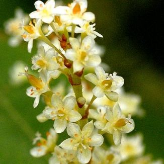 Knotweed, Japanese