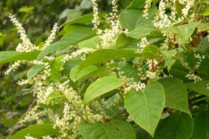 Knotweed, Japanese