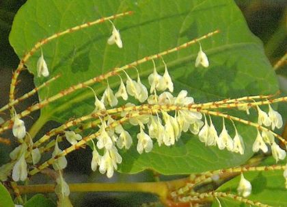 Knotweed, Japanese