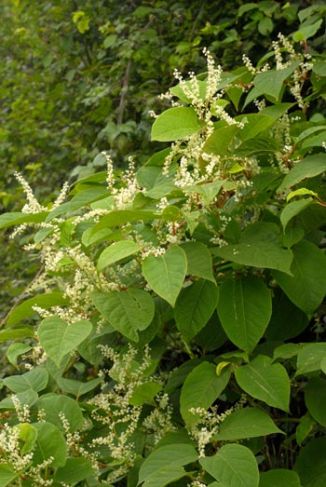 Knotweed, Japanese