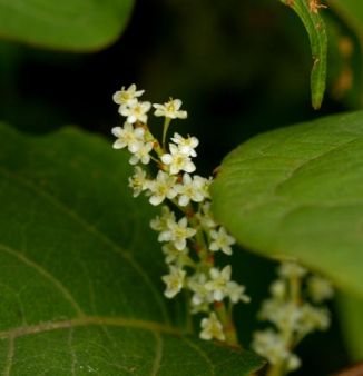Knotweed, Japanese