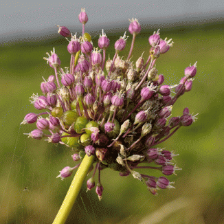 Leek, Babington's